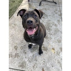 Photo of Shugga, adoptable Terrier (Unknown Type, Medium) in Doral, Florida