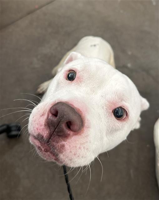 Photo of Lala, adoptable Mixed Breed