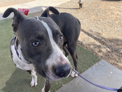Photo of Geppetto, adoptable American Pit Bull Terrier in Phoenix, Arizona