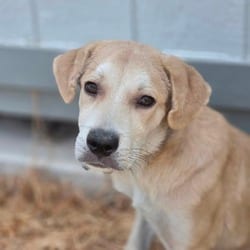 Photo of Mojave JuM, adoptable Labrador Retriever Mixed Breed (Medium) in Hartford, Connecticut