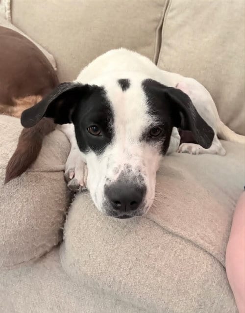 Photo of Poppy, adoptable Pointer in Royal Palm Beach, Florida