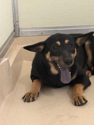 Photo of Nadine, adoptable Shepherd/Mix in Raeford, North Carolina