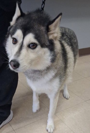 Photo of Steele, adoptable Siberian Husky in Killeen, Texas