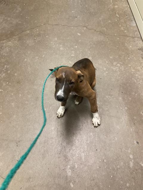 Photo of Pistachio, adoptable Mixed Breed