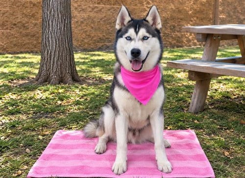 Photo of Rapidash, adoptable Siberian Husky in Orange, California
