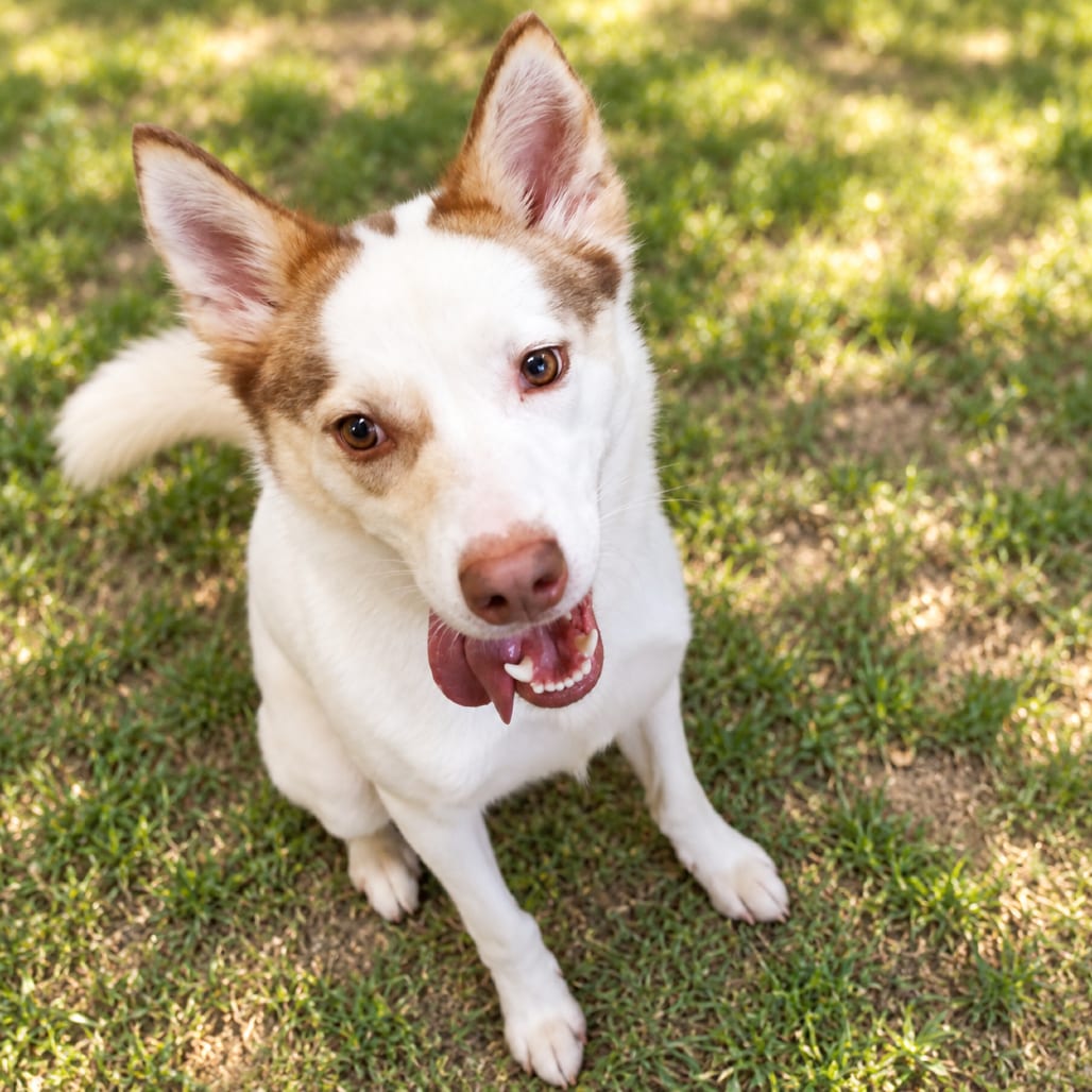 Photo of California May, adoptable Husky / Mix in Fort Pierce, Florida
