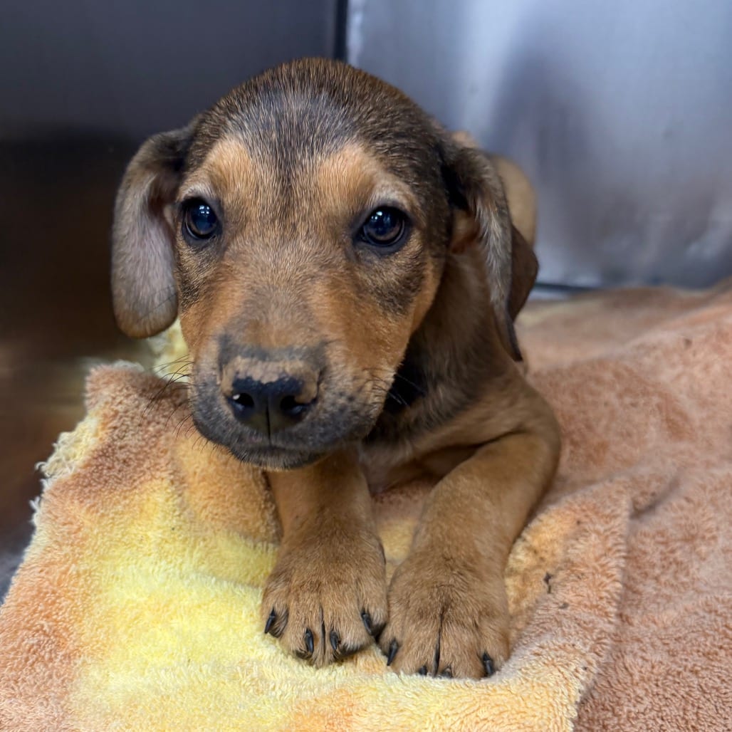 Photo of Howlula, adoptable Mixed Breed (Large) in Martinsville, Virginia