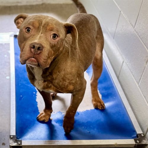 Photo of Fillmore, adoptable American Bulldog in Tavares, Florida