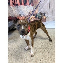 Photo of Pepper, adoptable Catahoula Leopard Dog in Doral, Florida