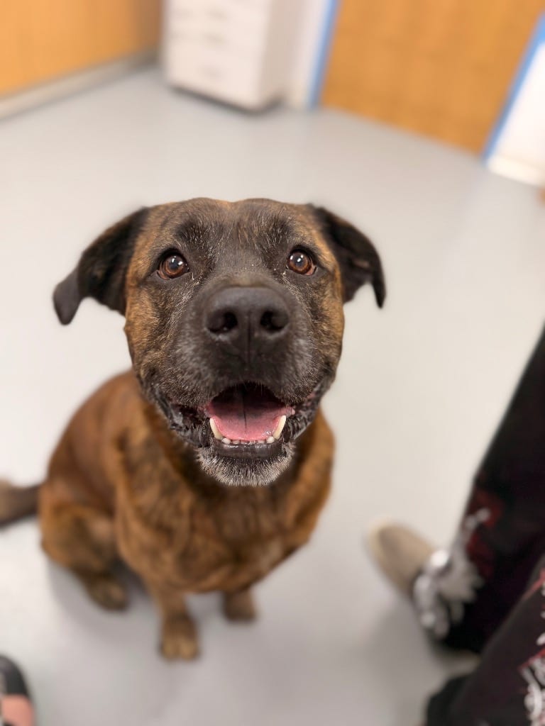 Photo of Wrangler, adoptable Mastiff in Hartsville, South Carolina