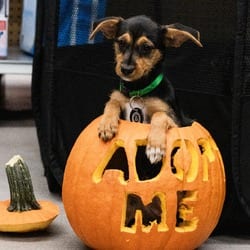 Photo of Lane, adoptable Chihuahua Mixed Breed (Small) in New York, New York
