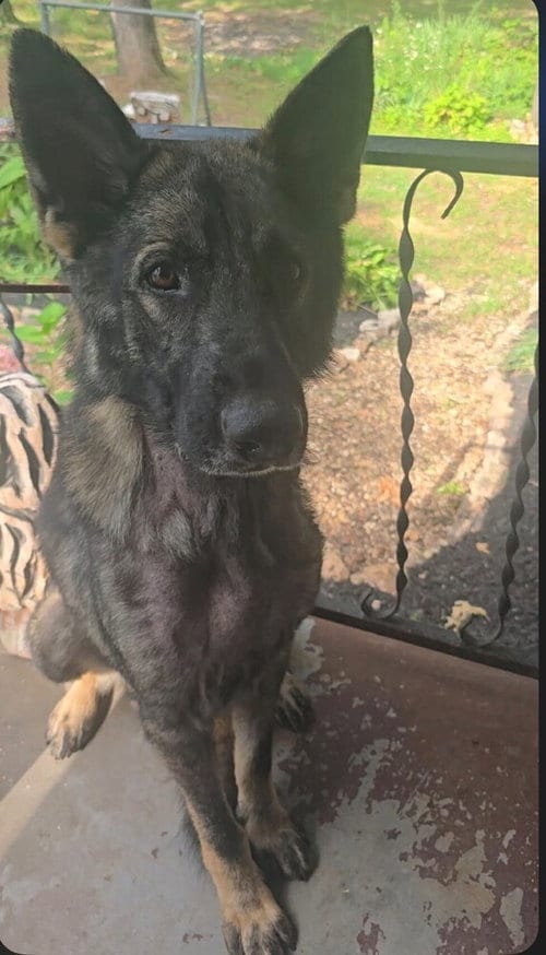 Photo of Bodie located in Missouri, adoptable Dutch Shepherd in Imlay City, Michigan