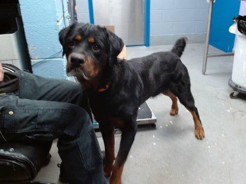Photo of Fizzlepop, adoptable Rottweiler in Albuquerque, New Mexico