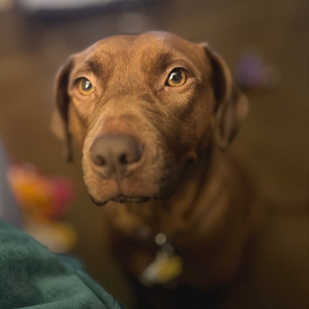 Photo of Luna, adoptable Mixed Breed (Medium) in Chattanooga, Tennessee