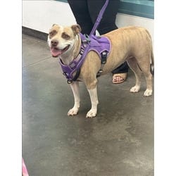 Photo of Blaza Galvez, adoptable American Staffordshire Terrier in Chatsworth, California