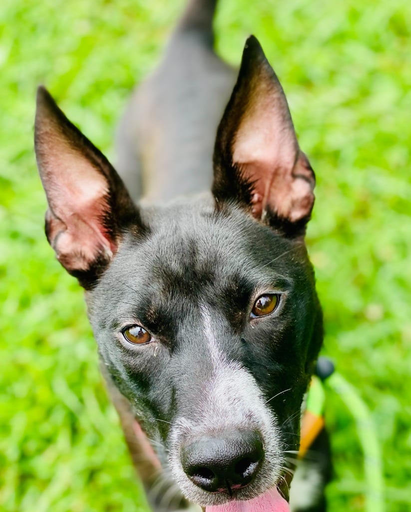 Photo of Rachel, adoptable Australian Cattle Dog/Blue Heeler in Chickamauga, Georgia
