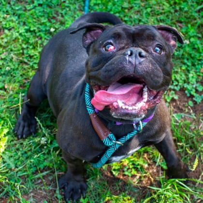 Photo of Bean Bag Toss, adoptable dog in Chamblee, Georgia