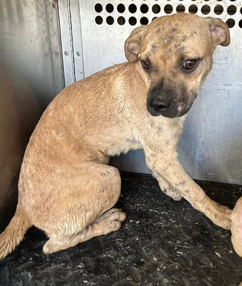 Photo of A128519, adoptable Staffordshire Bull Terrier in HESPERIA, California