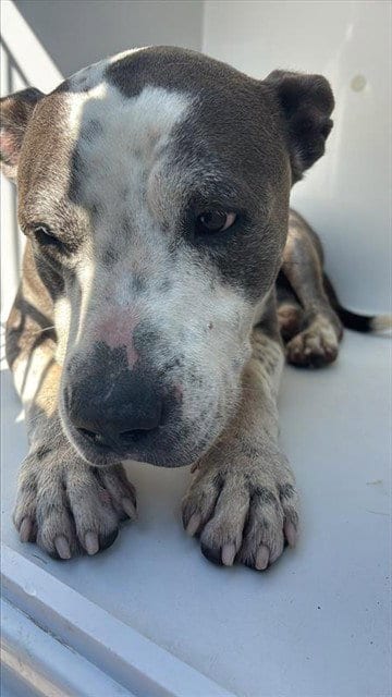 Photo of A662233, adoptable Basset Hound in Houston, Texas
