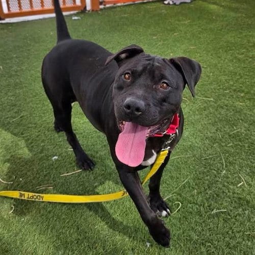 Photo of Big Baby, adoptable Pit Bull Terrier in Las Vegas, Nevada