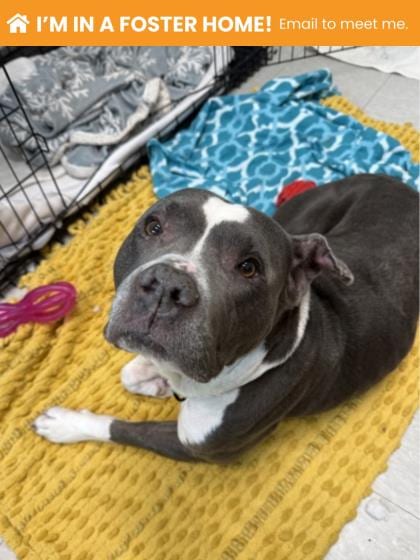 Photo of Daisy Green, adoptable dog in Baltimore, Maryland
