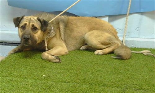 Photo of Jamie, adoptable German Shepherd Dog in Gardena, California
