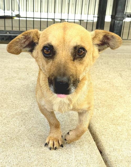 Photo of Edward, adoptable Dachshund in Sacramento, California