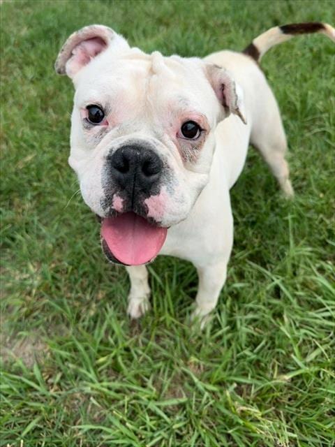 Photo of Calzone, adoptable American Bulldog in Conroe, Texas