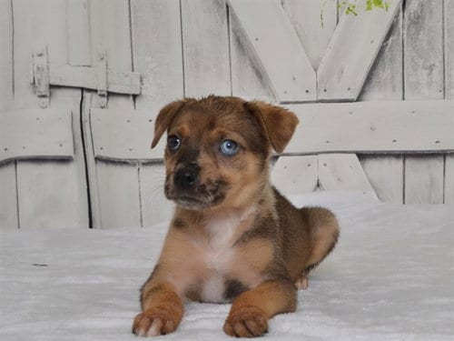 Photo of Jessica, adoptable Catahoula Leopard Dog in Oroville, California