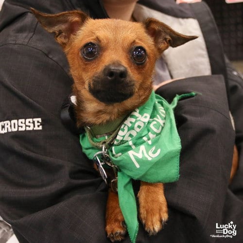Photo of Kramer, adoptable Chihuahua in Washington, District of Columbia