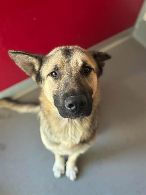 Photo of A256995, adoptable German Shepherd Dog in Visalia, California