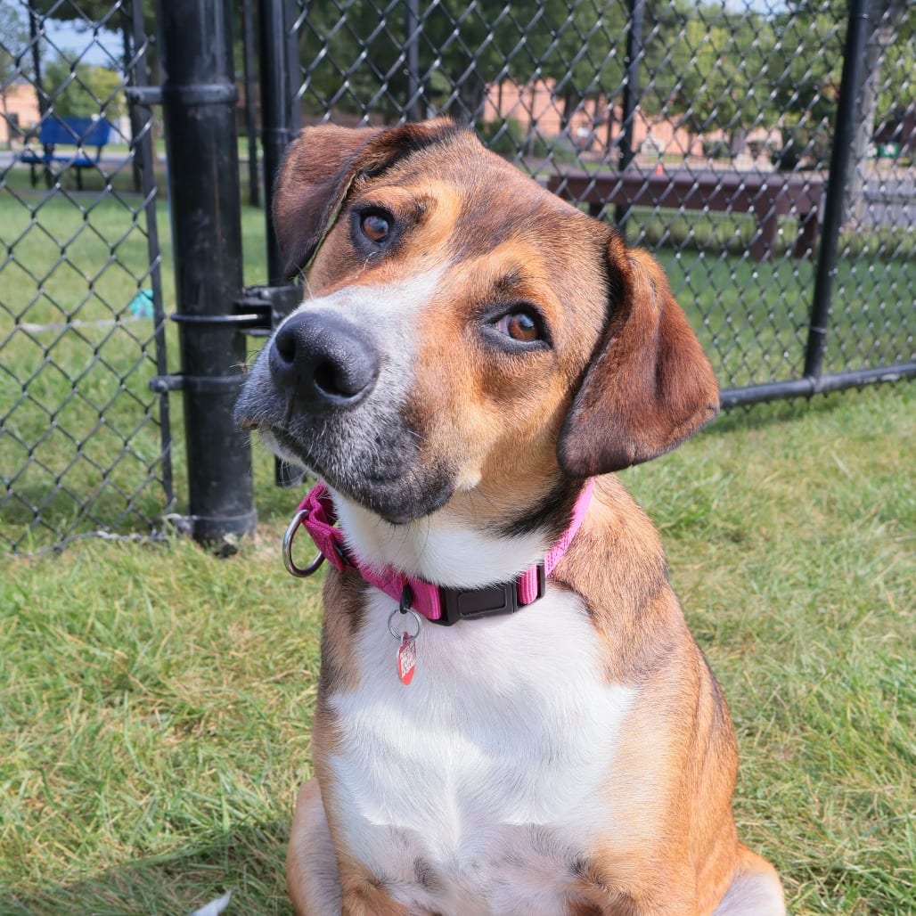 Photo of Walker, adoptable Mixed Breed (Medium) in Wheeling, Illinois