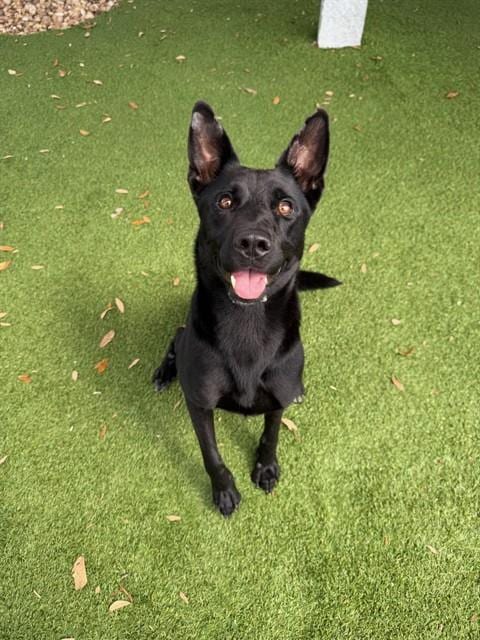 Photo of Maddie, adoptable German Shepherd Dog in Fort Myers, Florida