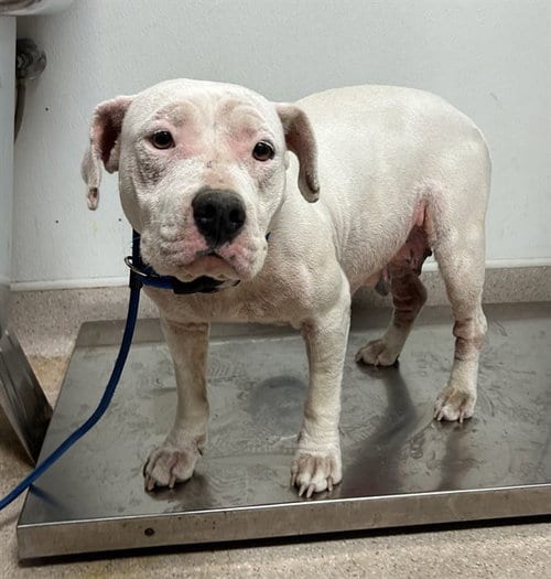 Photo of Primrose, adoptable Pit Bull Terrier in Bakersfield, California