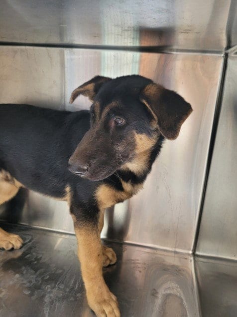 Photo of Jimmie, adoptable German Shepherd Dog in San Pedro, California
