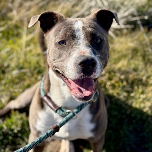 Photo of Montague, adoptable American Pit Bull Terrier in Yreka, California