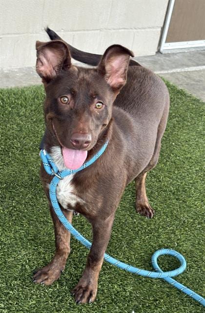 Photo of Harting, adoptable Australian Kelpie in Baytown, Texas