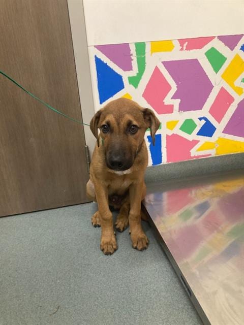 Photo of George, adoptable Black Mouth Cur in Baytown, Texas