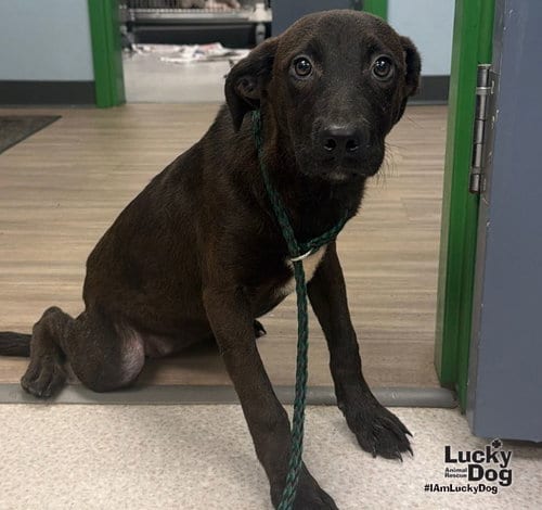 Photo of Dina, adoptable Labrador Retriever in Washington, District of Columbia