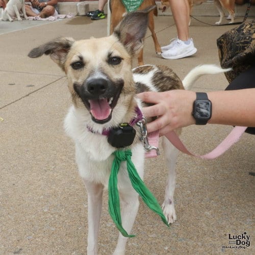 Photo of Otis, adoptable Terrier in Washington, District of Columbia
