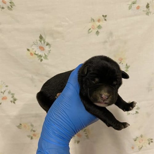 Photo of A613152, adoptable Pit Bull Terrier in Modesto, California