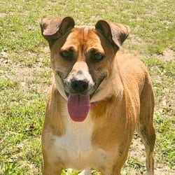 Photo of Niabi JW, adoptable Whippet Mixed Breed (Medium) in Nashville, Tennessee