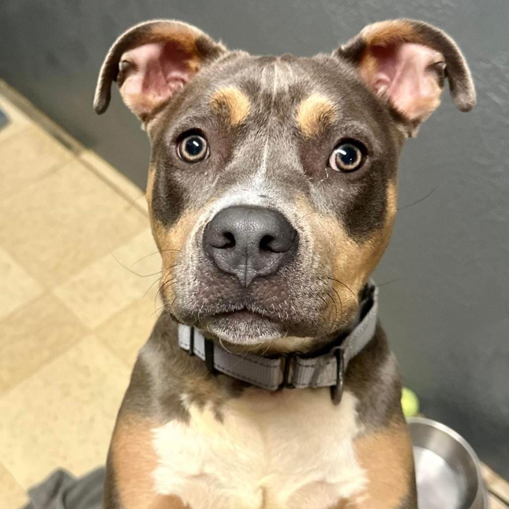Photo of Mother Theresa K 13, adoptable Terrier, Pit Bull in Union, Missouri