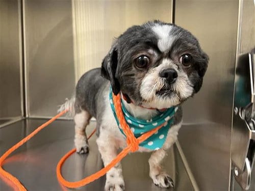Photo of Hermione, adoptable Shih Tzu in Orange, California