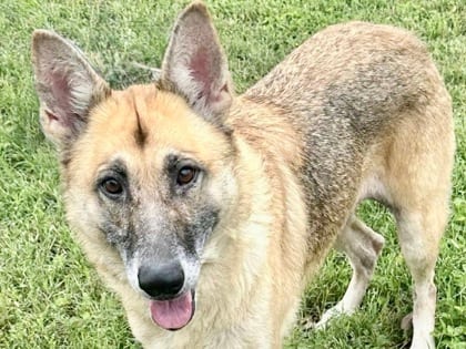 Photo of Delilah, adoptable dog in Georgetown, Texas