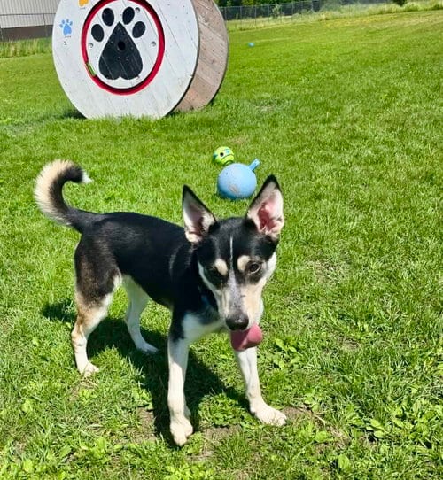 Photo of Sage, adoptable Siberian Husky in Detroit Lakes, Minnesota