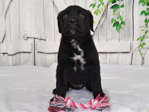 Photo of Jordan, adoptable Cane Corso Mastiff in Oroville, California