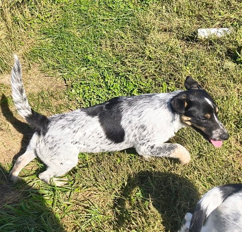 Photo of Lexy, adoptable Red Heeler in Stover, Missouri