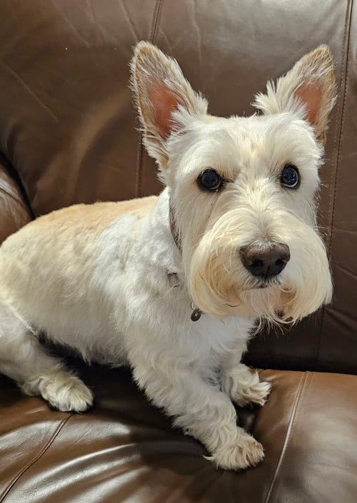 Photo of Finley, adoptable Scottish Terrier Scottie in Dallas, Texas
