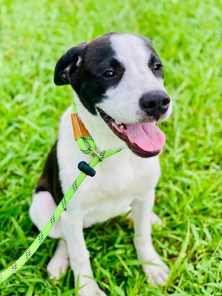 Photo of Lucy Mae, adoptable Mixed Breed in Chickamauga, Georgia
